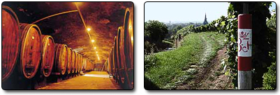 Wine Barrels and Fields